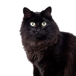 Fluffy, de kantoorkat